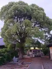 八幡社の建物その他