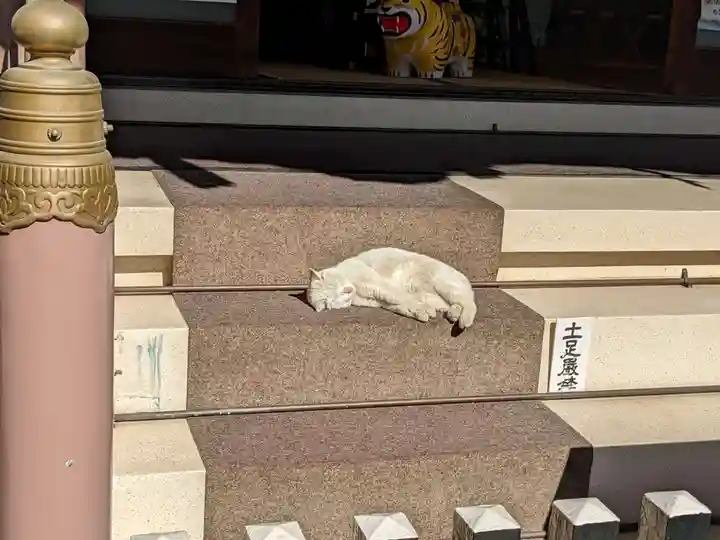 今戸神社の動物