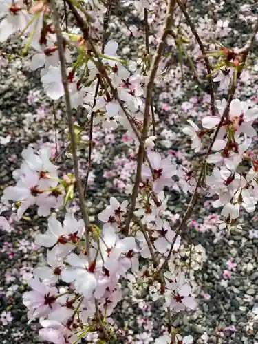 頂法寺（六角堂）の自然