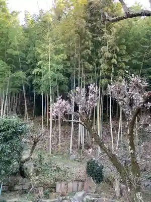 荘嚴寺の自然