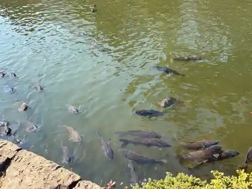 三嶋大社の{uncategorized: "未分類", other: "その他", undefined: "問題あり", building: "その他建物", grave: "お墓", sacred_gate: "鳥居", guardian: "狛犬", statue: "像", buddha: "仏像", history: "歴史", nature: "自然", garden: "庭園", animal: "動物", pagoda: "塔", temizu: "手水舎", mountain_gate: "山門・神門", sanctuary: "本殿・本堂", subordinate: "末社・摂社", art: "芸術", scenery: "景色", jizo: "地蔵", ema: "絵馬", goshuin: "御朱印", omikuji: "おみくじ", items: "授与品その他", amulet: "お守り", goshuincho: "御朱印帳", eats: "食事", festival: "お祭り", votive_dance: "神楽", shichigosan: "七五三参", wedding: "結婚式", experience: "体験その他", initially: "初詣", around: "周辺", anti_infection: "感染症対策"}