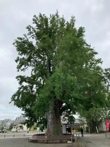 時宗総本山 遊行寺（正式：清浄光寺）(神奈川県)