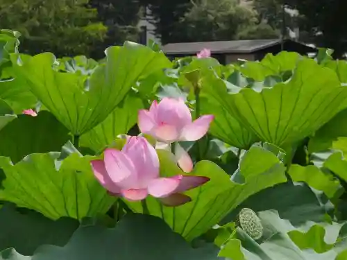 寛永寺不忍池弁天堂の庭園