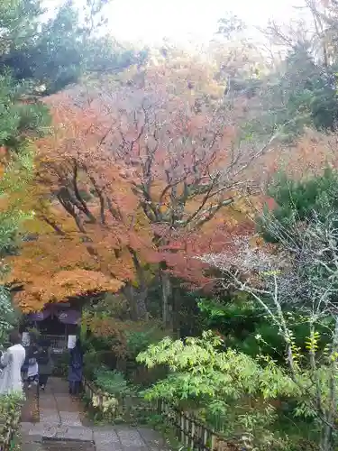 黄梅院（円覚寺塔頭）の自然