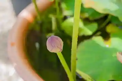 大久寺(神奈川県)