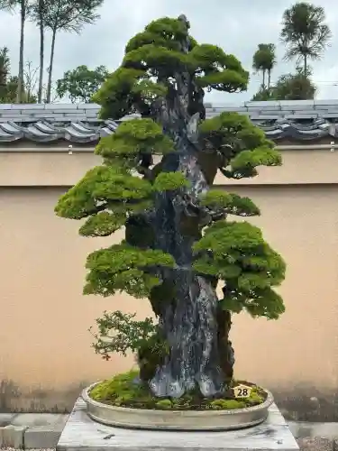 芳春院(京都府)