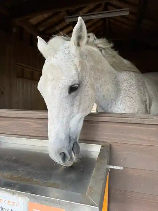 鹿児島神宮(鹿児島県)