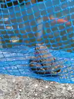 石内のお大師さん 金剛院の自然