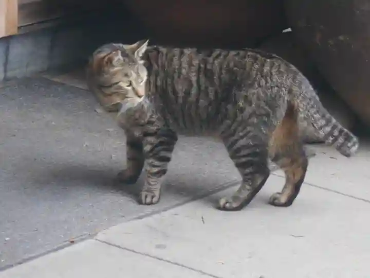 海南神社の動物