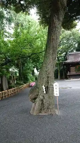 七社神社の自然
