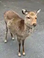 金華山黄金山神社の{uncategorized: "未分類", other: "その他", undefined: "問題あり", building: "その他建物", grave: "お墓", sacred_gate: "鳥居", guardian: "狛犬", statue: "像", buddha: "仏像", history: "歴史", nature: "自然", garden: "庭園", animal: "動物", pagoda: "塔", temizu: "手水舎", mountain_gate: "山門・神門", sanctuary: "本殿・本堂", subordinate: "末社・摂社", art: "芸術", scenery: "景色", jizo: "地蔵", ema: "絵馬", goshuin: "御朱印", omikuji: "おみくじ", items: "授与品その他", amulet: "お守り", goshuincho: "御朱印帳", eats: "食事", festival: "お祭り", votive_dance: "神楽", shichigosan: "七五三参", wedding: "結婚式", experience: "体験その他", initially: "初詣", around: "周辺", anti_infection: "感染症対策"}