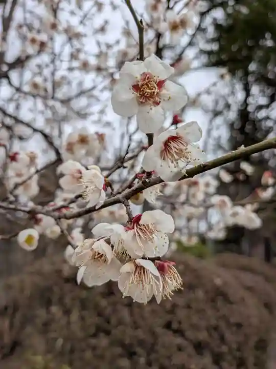 妙法寺(東京都)