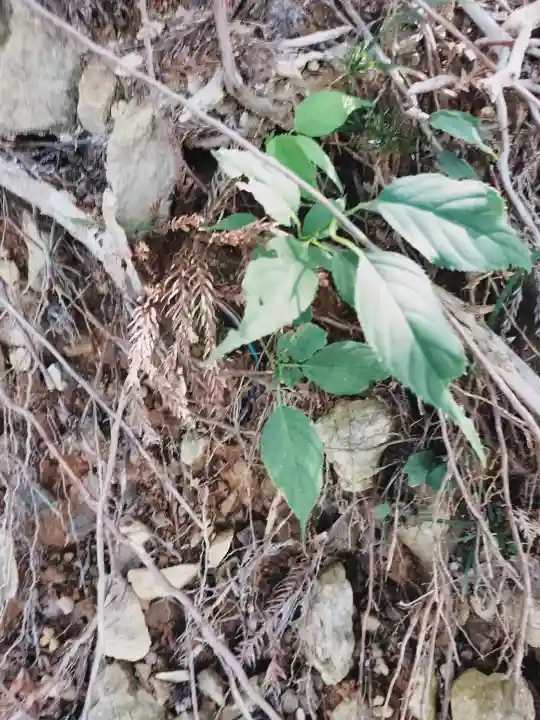 玉置神社の{uncategorized: "未分類", other: "その他", undefined: "問題あり", building: "その他建物", grave: "お墓", sacred_gate: "鳥居", guardian: "狛犬", statue: "像", buddha: "仏像", history: "歴史", nature: "自然", garden: "庭園", animal: "動物", pagoda: "塔", temizu: "手水舎", mountain_gate: "山門・神門", sanctuary: "本殿・本堂", subordinate: "末社・摂社", art: "芸術", scenery: "景色", jizo: "地蔵", ema: "絵馬", goshuin: "御朱印", omikuji: "おみくじ", items: "授与品その他", amulet: "お守り", goshuincho: "御朱印帳", eats: "食事", festival: "お祭り", votive_dance: "神楽", shichigosan: "七五三参", wedding: "結婚式", experience: "体験その他", initially: "初詣", around: "周辺", anti_infection: "感染症対策"}