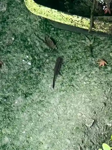 大原寺勝林院の動物