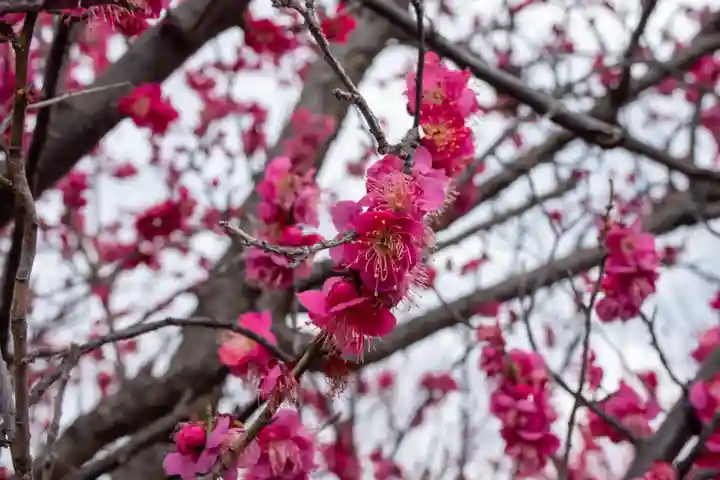 朝日森天満宮(栃木県)
