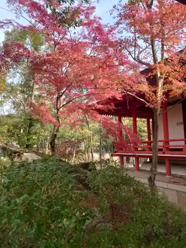 大覚寺の庭園