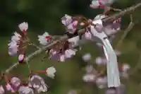 国宝 大法寺の自然