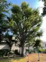 嶺稲荷神社の自然