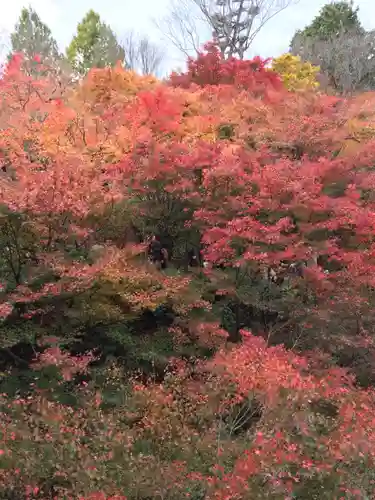 東福禅寺（東福寺）の自然