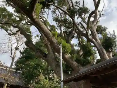 愛宕神社の自然