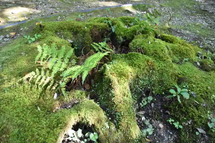 出雲大神宮の自然