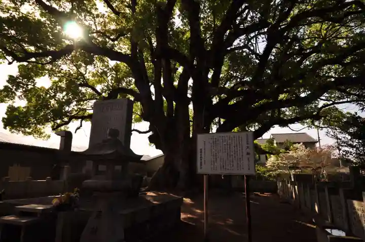 泰山寺(愛媛県)