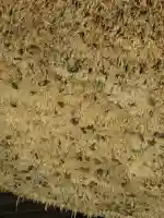 出雲大社のその他建物