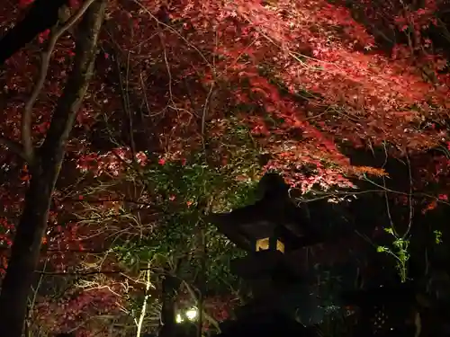 大山寺の自然