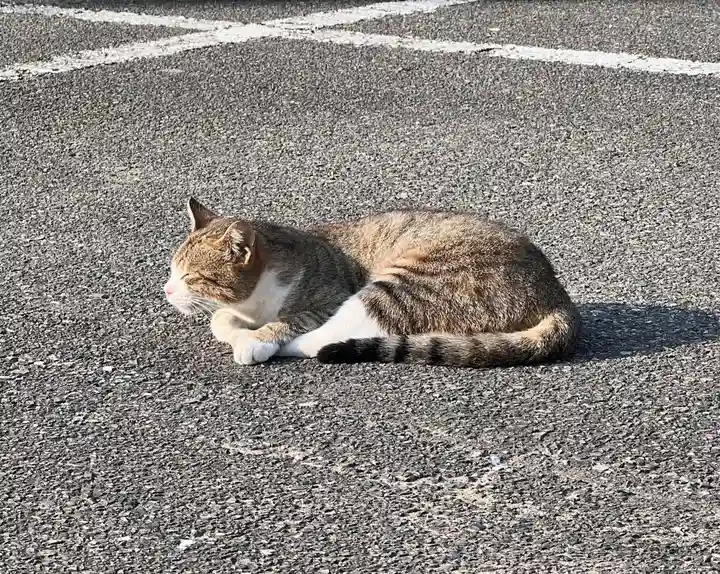 厳原八幡宮神社の動物