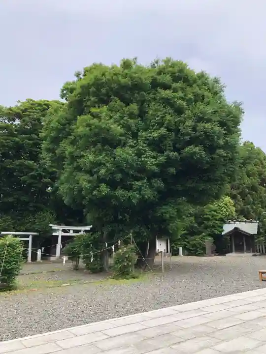 鵠沼皇大神宮(烏森神社)の{uncategorized: "未分類", other: "その他", undefined: "問題あり", building: "その他建物", grave: "お墓", sacred_gate: "鳥居", guardian: "狛犬", statue: "像", buddha: "仏像", history: "歴史", nature: "自然", garden: "庭園", animal: "動物", pagoda: "塔", temizu: "手水舎", mountain_gate: "山門・神門", sanctuary: "本殿・本堂", subordinate: "末社・摂社", art: "芸術", scenery: "景色", jizo: "地蔵", ema: "絵馬", goshuin: "御朱印", omikuji: "おみくじ", items: "授与品その他", amulet: "お守り", goshuincho: "御朱印帳", eats: "食事", festival: "お祭り", votive_dance: "神楽", shichigosan: "七五三参", wedding: "結婚式", experience: "体験その他", initially: "初詣", around: "周辺", anti_infection: "感染症対策"}