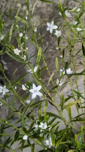 嘉祥寺(京都府)