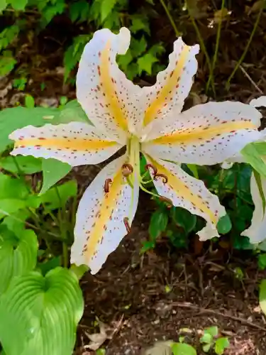 萬蔵稲荷神社の自然