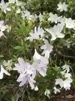 宝登山神社奥宮の自然