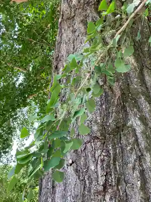 賀羅加波神社の自然