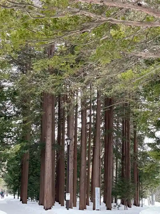 北海道神宮の自然