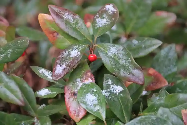 菅船神社の自然