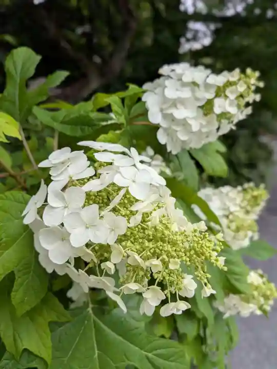 阿佐ヶ谷神明宮(東京都)