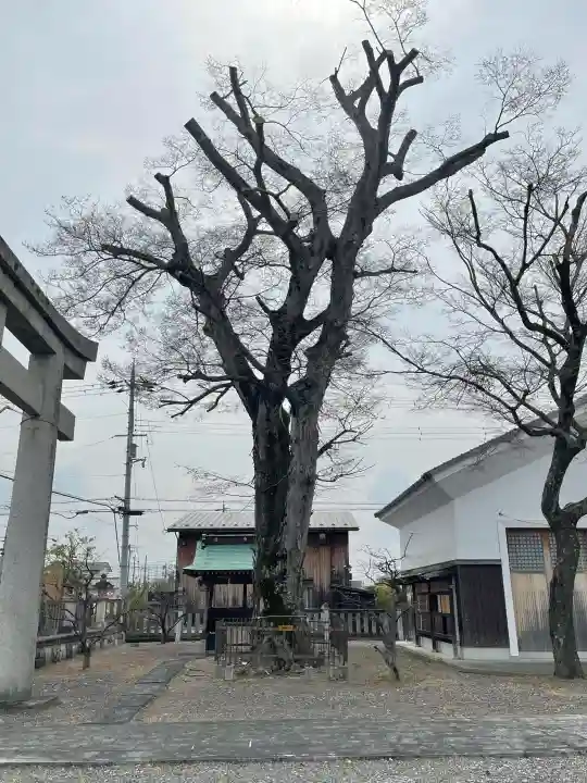 菅原神社の{uncategorized: "未分類", other: "その他", undefined: "問題あり", building: "その他建物", grave: "お墓", sacred_gate: "鳥居", guardian: "狛犬", statue: "像", buddha: "仏像", history: "歴史", nature: "自然", garden: "庭園", animal: "動物", pagoda: "塔", temizu: "手水舎", mountain_gate: "山門・神門", sanctuary: "本殿・本堂", subordinate: "末社・摂社", art: "芸術", scenery: "景色", jizo: "地蔵", ema: "絵馬", goshuin: "御朱印", omikuji: "おみくじ", items: "授与品その他", amulet: "お守り", goshuincho: "御朱印帳", eats: "食事", festival: "お祭り", votive_dance: "神楽", shichigosan: "七五三参", wedding: "結婚式", experience: "体験その他", initially: "初詣", around: "周辺", anti_infection: "感染症対策"}