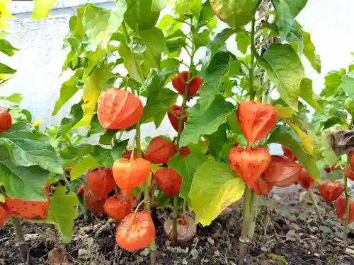 美瑛神社の自然
