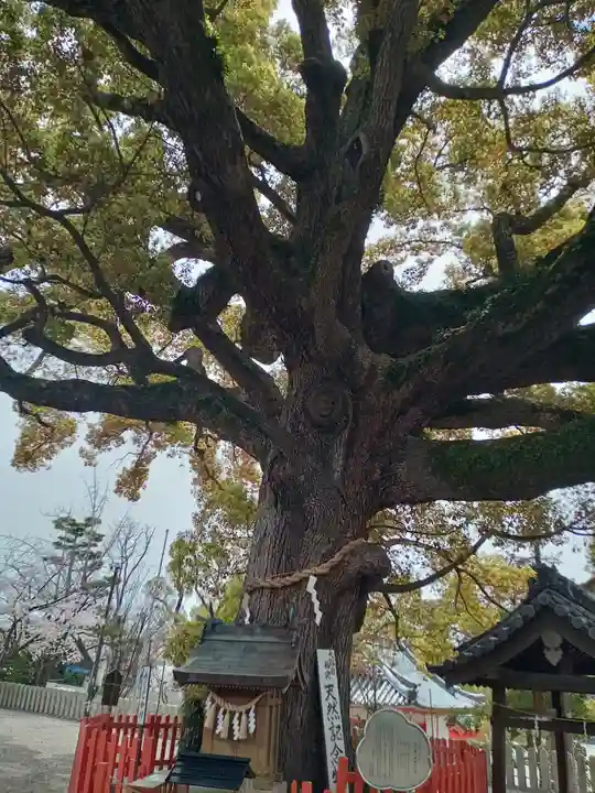 百舌鳥八幡宮(大阪府)