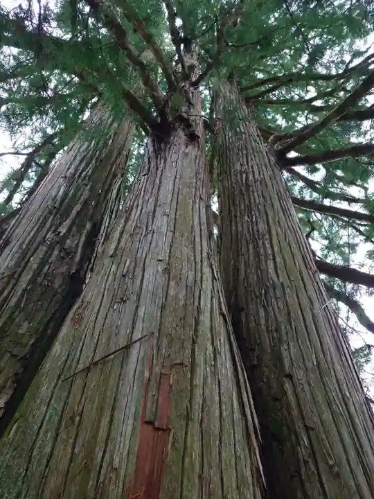 戸隠神社中社(長野県)