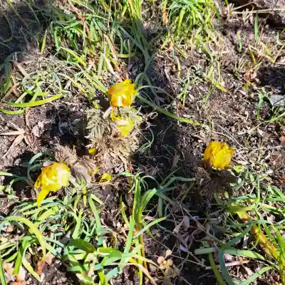 円覚寺の{uncategorized: "未分類", other: "その他", undefined: "問題あり", building: "その他建物", grave: "お墓", sacred_gate: "鳥居", guardian: "狛犬", statue: "像", buddha: "仏像", history: "歴史", nature: "自然", garden: "庭園", animal: "動物", pagoda: "塔", temizu: "手水舎", mountain_gate: "山門・神門", sanctuary: "本殿・本堂", subordinate: "末社・摂社", art: "芸術", scenery: "景色", jizo: "地蔵", ema: "絵馬", goshuin: "御朱印", omikuji: "おみくじ", items: "授与品その他", amulet: "お守り", goshuincho: "御朱印帳", eats: "食事", festival: "お祭り", votive_dance: "神楽", shichigosan: "七五三参", wedding: "結婚式", experience: "体験その他", initially: "初詣", around: "周辺", anti_infection: "感染症対策"}