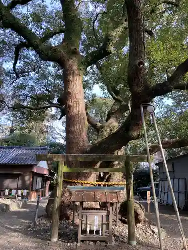 箕曲中松原神社の自然