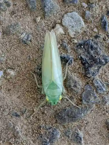 養老神社(岐阜県)