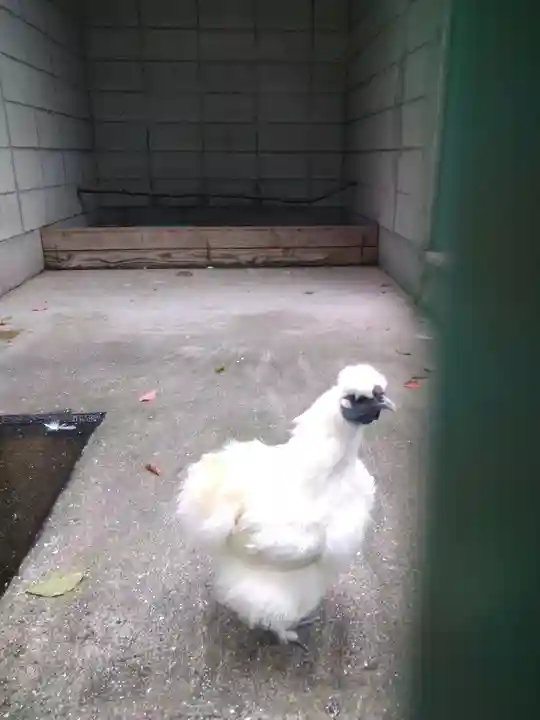 阿智神社の動物