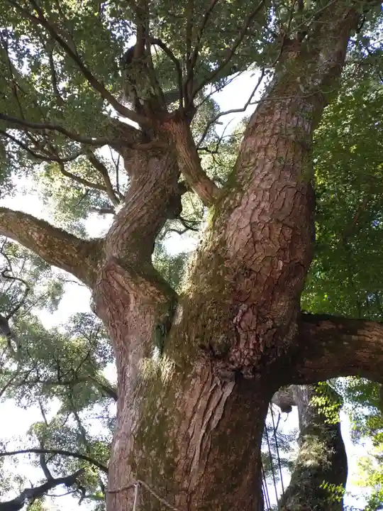 石清水八幡宮の自然
