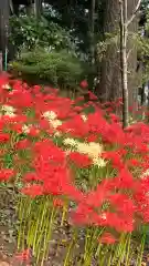 糀谷八幡宮(埼玉県)