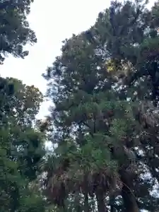大宮温泉神社(栃木県)(2023年11月05日(日) 08時14分55秒投稿)