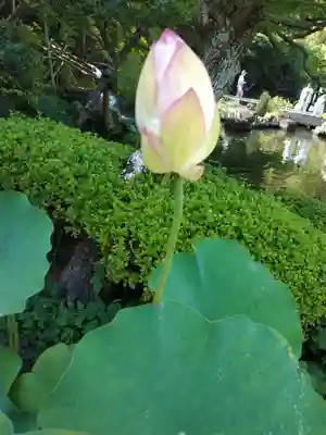 長谷寺(神奈川県)