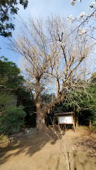 鎌数伊勢大神宮の自然